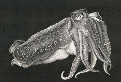 Arianna Fioratti Loreto Totano su fondo nero 75x110 cm circa 250